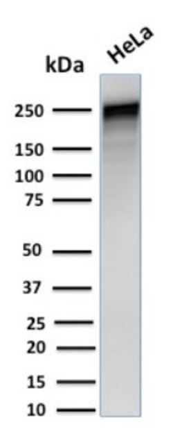 Spectrin alpha 1, Mouse anti-Human, Clone: SPTA1/1832, Novus Biologicals:Antibodies:Primary